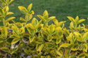 Trzmielina Fortune'a Emerald Gold Euonymus fortunei P9