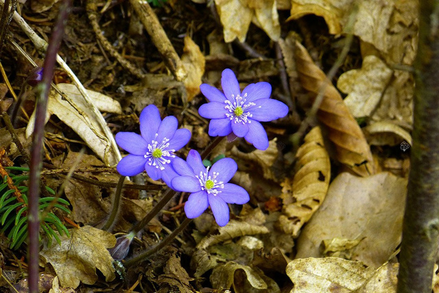 Przylaszczka pospolita Hepatica nobilis P9