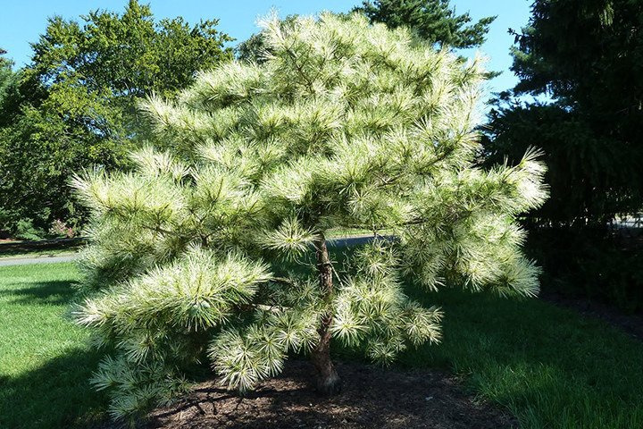 Sosna gęstokwiatowa Oculus Drakonis Pinus densiflora