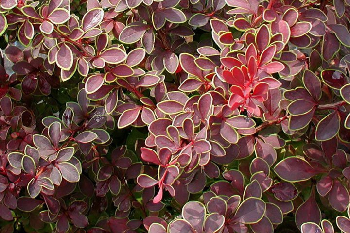 Berberys Thunberga Coronita Berberis thunbergii C2