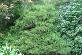 Cyprysik groszkowy Filifera Chamaecyparis pisifera C2