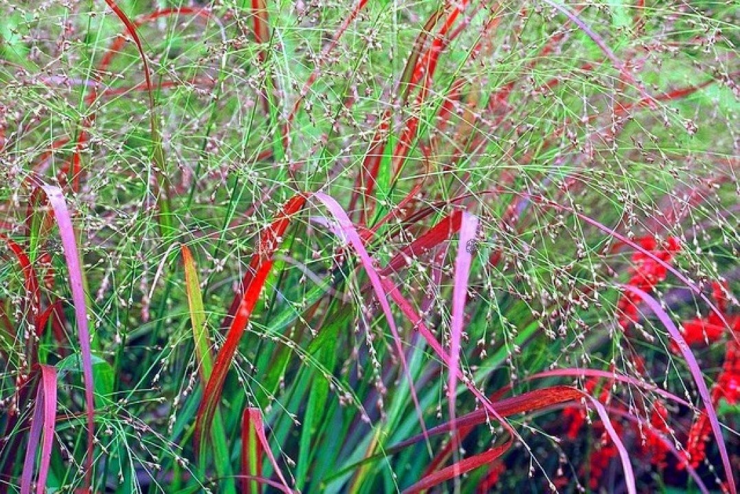 Proso rózgowate Squaw Panicum amarum C5