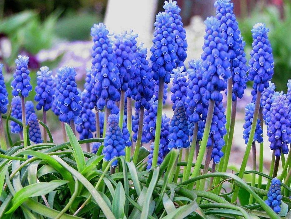 Szafirek armeński Muscari armeniacum P9