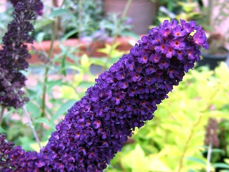 Budleja Davida Black Knight Buddleja davidii P9