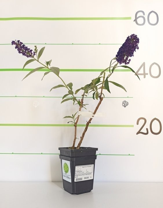 Budleja Davida Black Knight Buddleja davidii P9