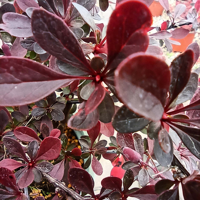 Berberys Thunberga Red Chief Berberis thunbergii C2