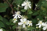 Powojnik pnący Paul Farges Clematis C2