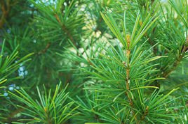 Sośnica japońska Sciadopitys verticillata C5