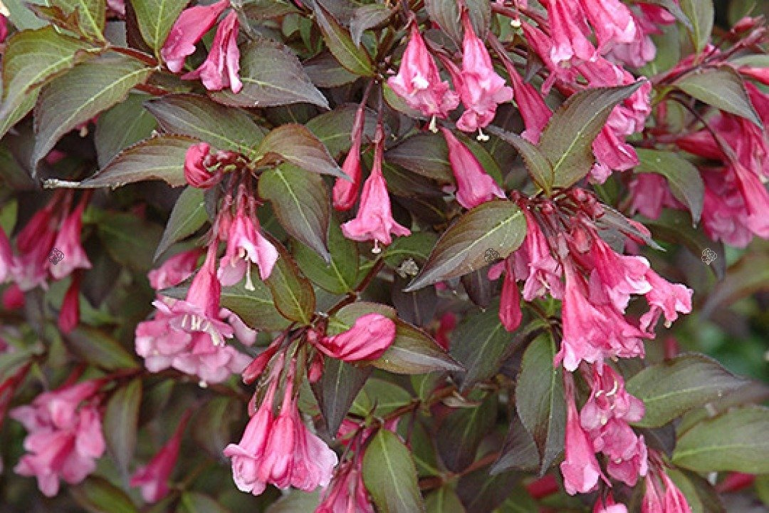 Krzewuszka wczesna Samba Weigela praecox P9