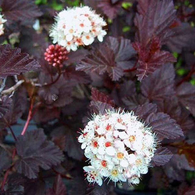 Pęcherznica kalinolistna Red Baron Physocarpus opulifolius C5