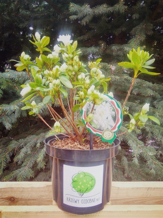 Azalia japońska Eisprinzessin PBR Rhododendron obtusum C2