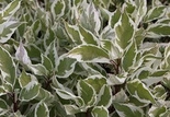 Dereń biały Ivory Halo PBR Cornus alba