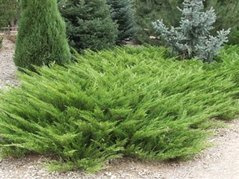 Jałowiec sabiński Hicksii Juniperus sabina C2