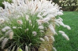 Rozplenica japońska Hameln Pennisetum alopecuroides C3