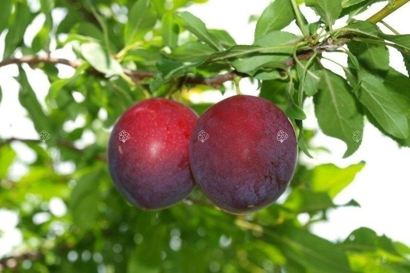 Śliwobrzoskwinia Kubań Prunus domestica
