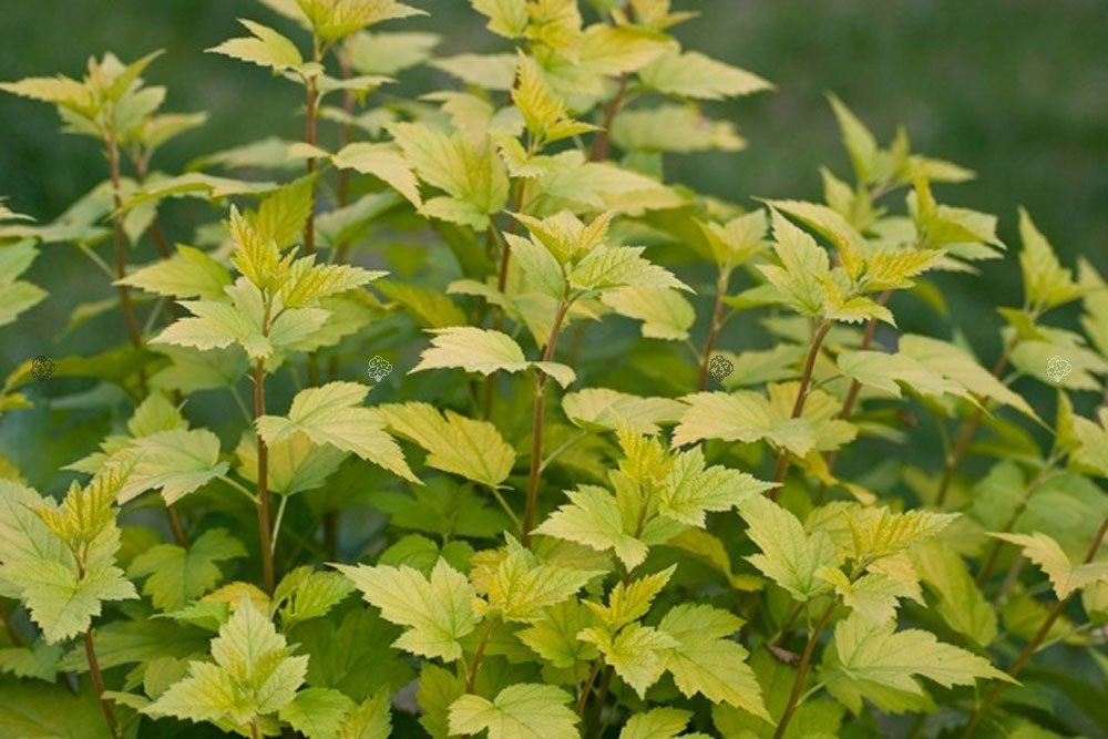 Pęcherznica kalinolistna Nugget Physocarpus opulifolius C2