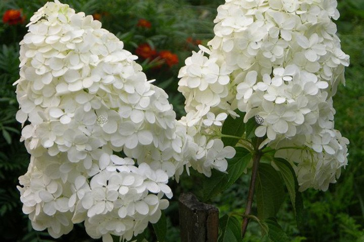 Hortensja bukietowa Magical Moonlight PBR Hydrangea paniculata P9