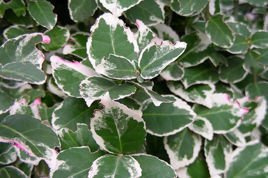 Trzmielina Fortune'a Emerald Gaiety Euonymus fortunei C2