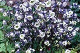 Ostróżka ogrodowa La Boheme Delphinium elatum C2