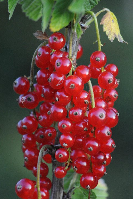 Porzeczka czerwona Jonkheer van Tets Ribes rubrum C2