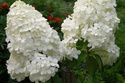 Hortensja bukietowa Magical Moonlight PBR Hydrangea paniculata C3