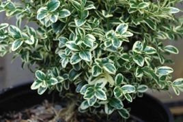 Bukszpan wieczniezielony Variegata Buxus sempervirens P9