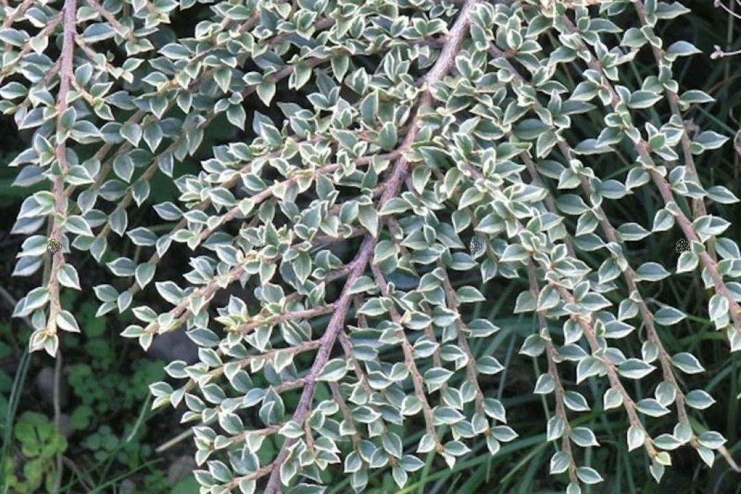 Irga purpurowa Variegatus Cotoneaster atropurpureus C2