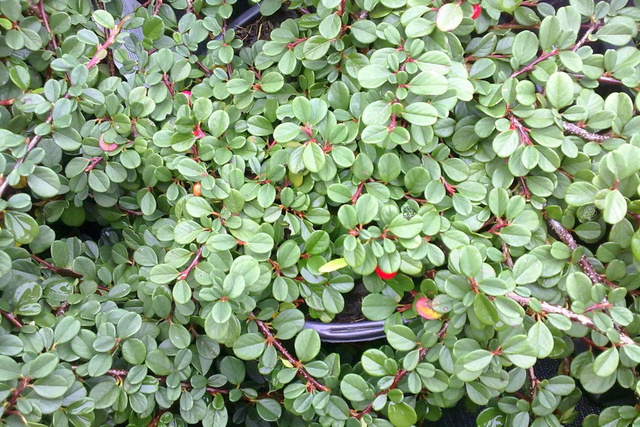 Irga płożąca Streib's Findling Cotoneaster procumbens C2