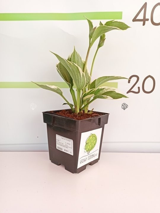 Funkia Fortune'a Patriot Hosta C2