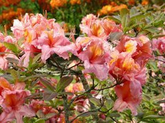 Azalia wielkokwiatowa Strawberry Ice Rhododendron C4