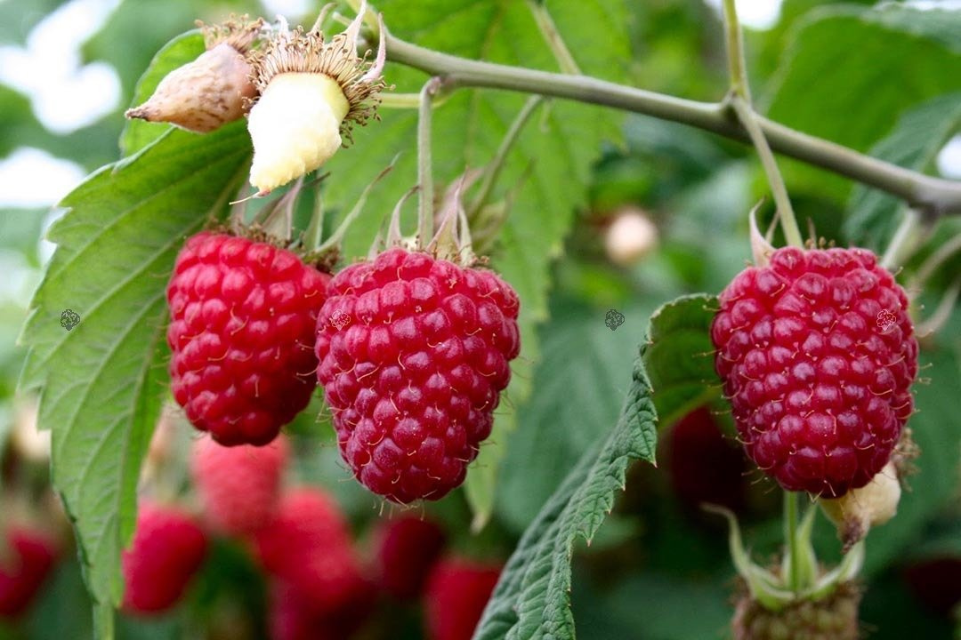 Malina Glen Ample Rubus idaeus C2