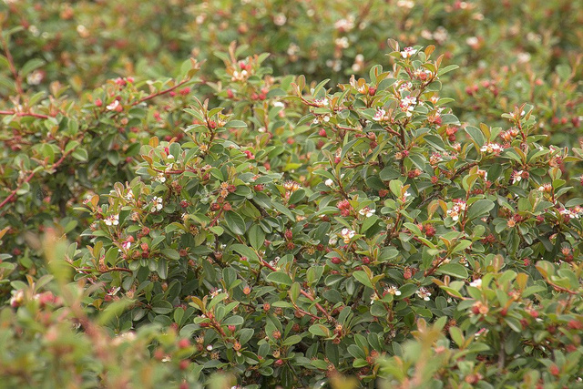 Irga płożąca Streib's Findling Cotoneaster procumbens C2