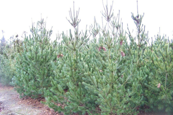 Sosna rumelijska Glauca Compacta Pinus peuce