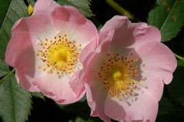 Dzika róża Rosa canina P9