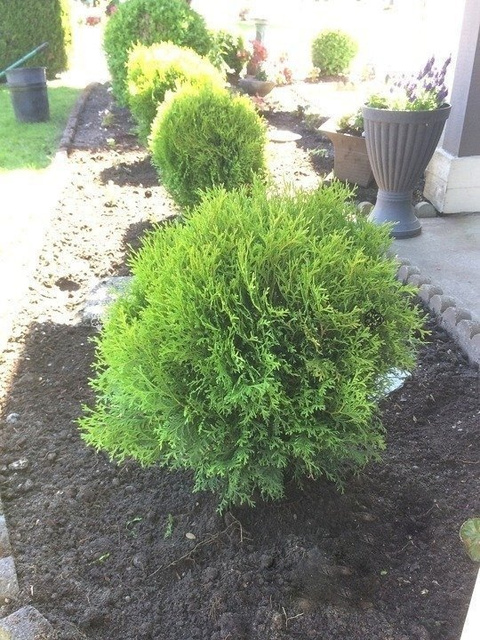 Tuja Little Giant Thuja occidentalis C5