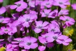 Goździk siny Firewitch Dianthus gratianopolitanus C2