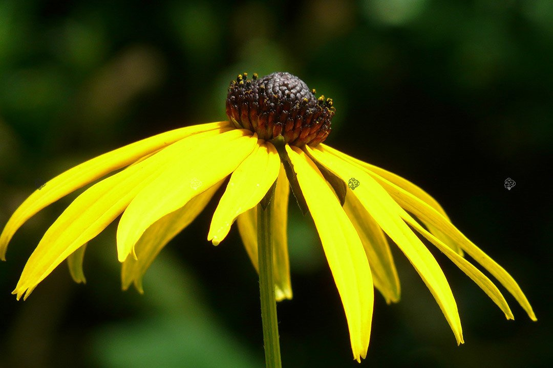Rudbekia błyskotliwa Rudbeckia fulgida C1,5