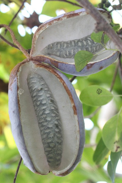 Akebia pięciolistkowa Akebia quinata C2