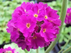 Pierwiosnek ząbkowany Rubin Primula denticulata P9
