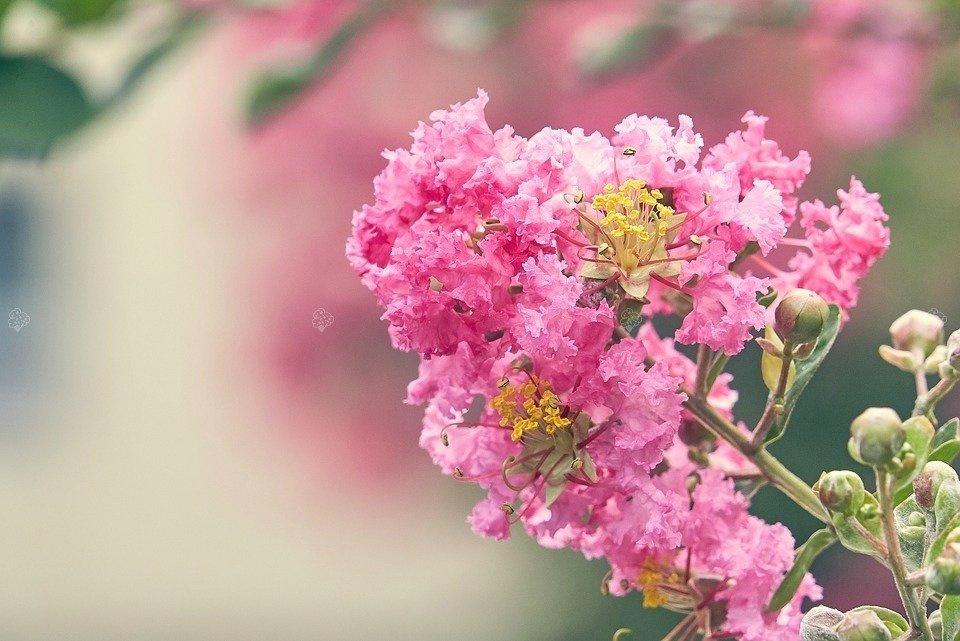 Lagerstroemia indyjska różowa Petite Pink Lagerstroemia indica P9