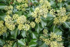 Bluszcz pospolity Arborescens Hedera helix P9
