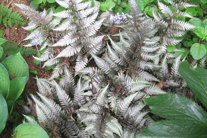 Wietlica japońska Ursula's Red Athyrium niponicum C2