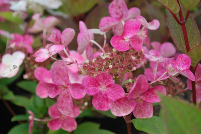 Hortensja bukietowa Early Sensation PBR Hydrangea paniculata C3