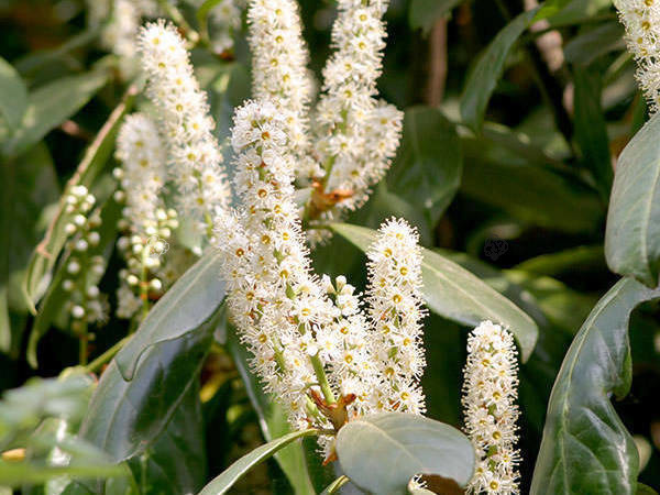 Laurowiśnia wschodnia Caucasica Prunus laurocerasus P9