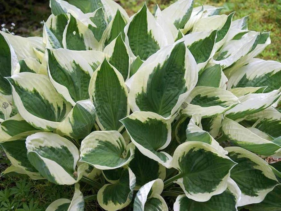 Funkia Minuteman Hosta C2