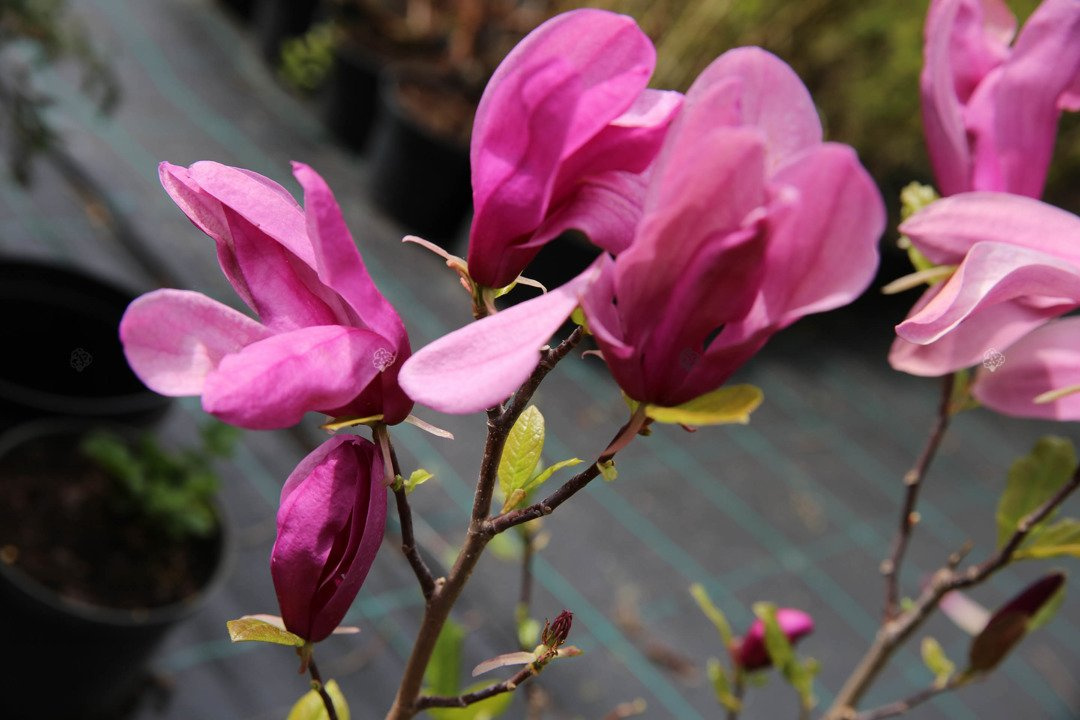 Magnolia Susan Magnolia C5