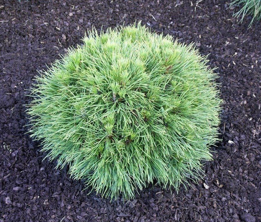Sosna kosodrzewina Varella Pinus mugo C5