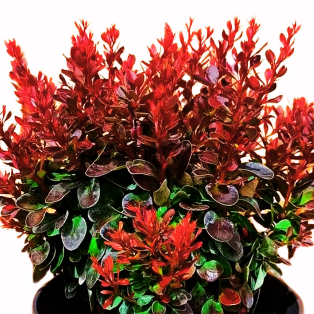 Berberys Thunberga Bagatelle Berberis thunbergii C2