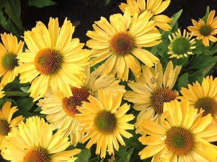 Jeżówka Pearl Yellow PBR Echinacea hybrida P9
