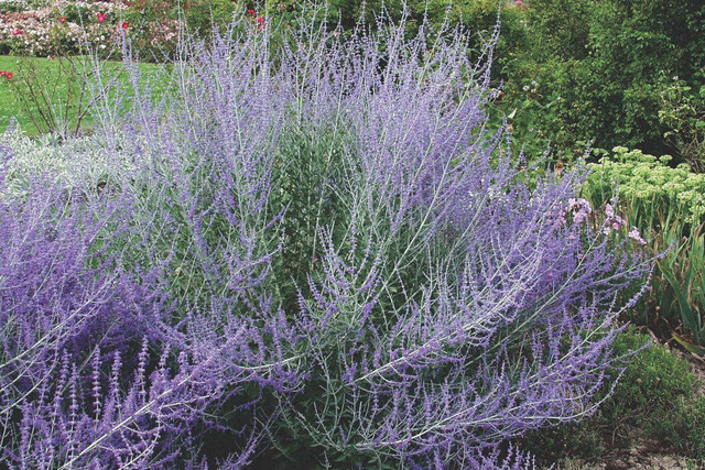 Perowskia Blue Spire Perovskia atriplicifolia C2
